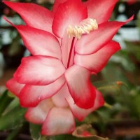 Schlumbergera